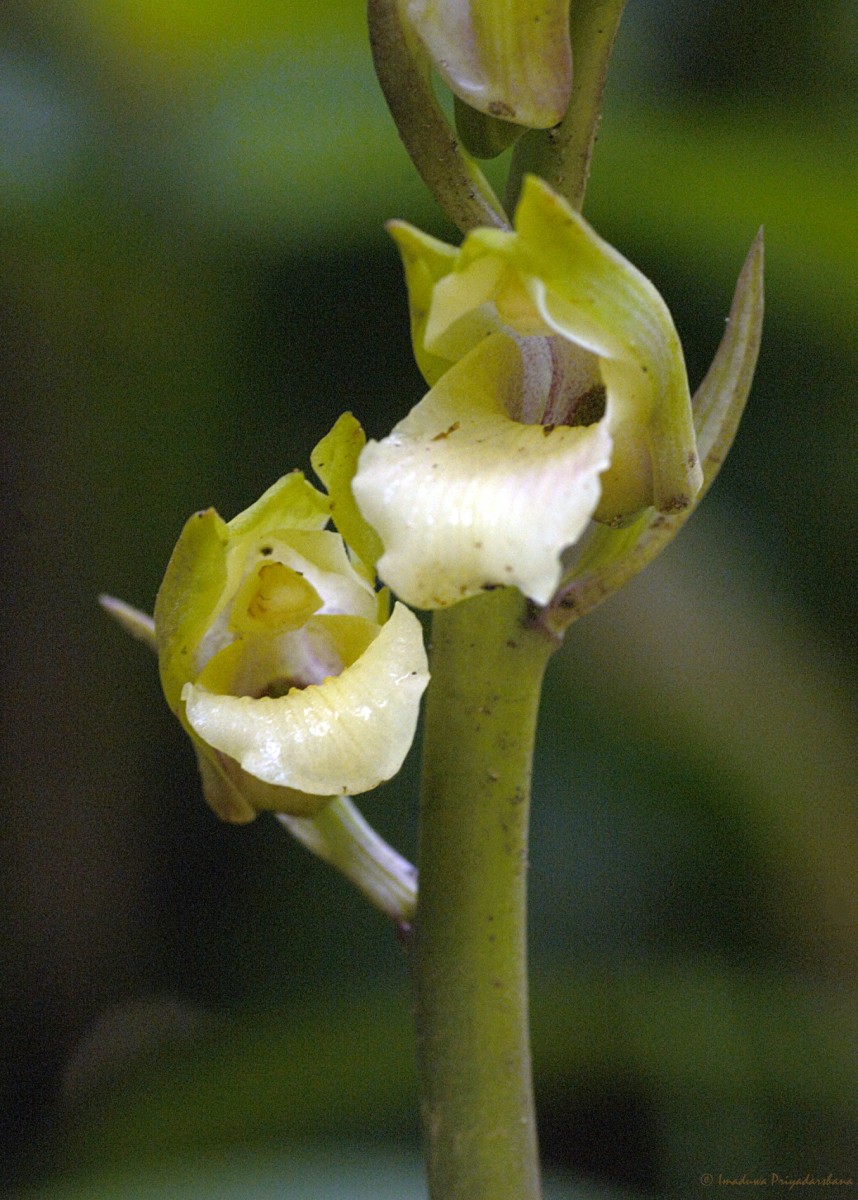 Eulophia nuda Lindl.